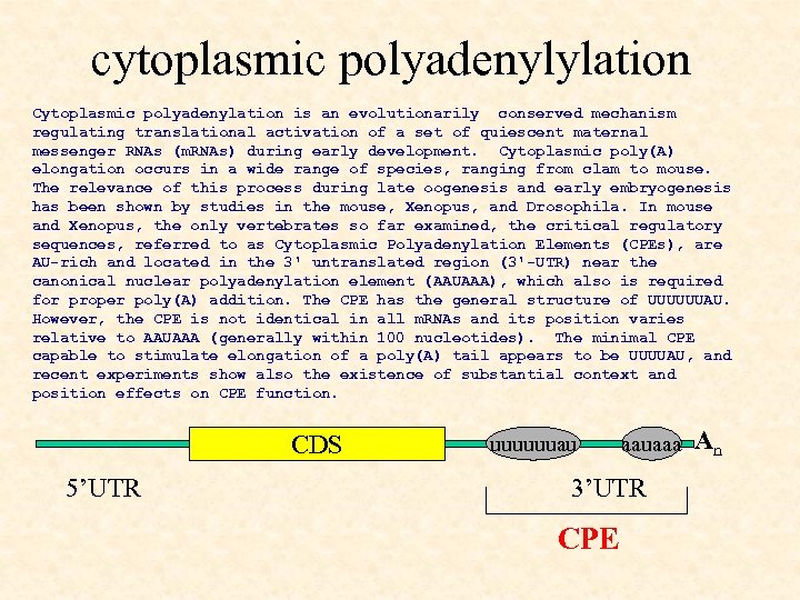 cytoplasmic polyadenylylation Cytoplasmic polyadenylation is an evolutionarily conserved mechanism regulating translational activation of a