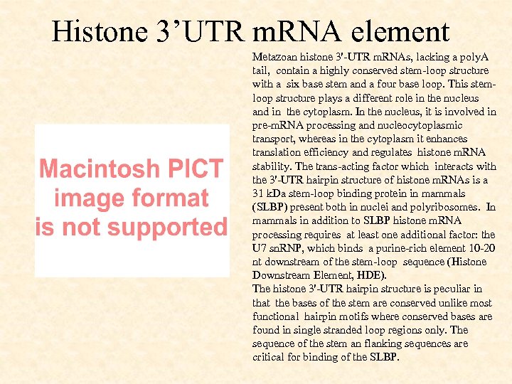Histone 3’UTR m. RNA element Metazoan histone 3'-UTR m. RNAs, lacking a poly. A