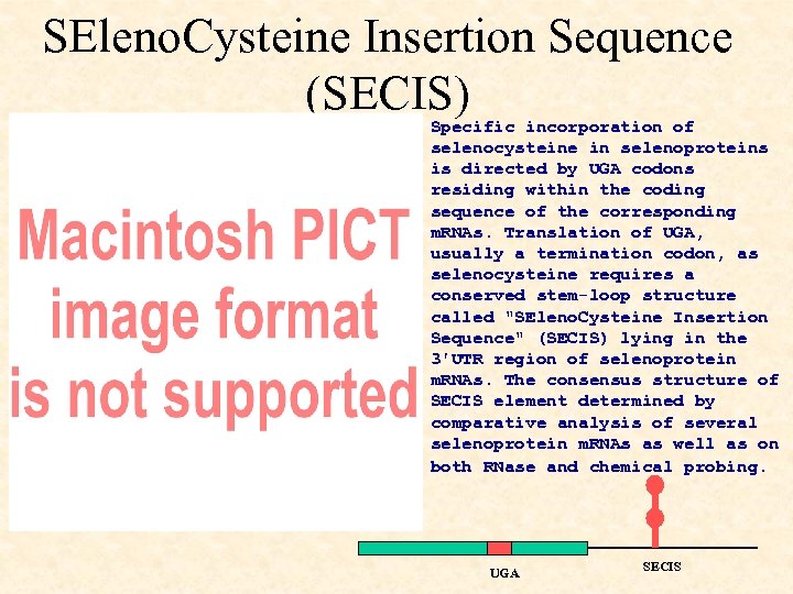 SEleno. Cysteine Insertion Sequence (SECIS) Specific incorporation of selenocysteine in selenoproteins is directed by