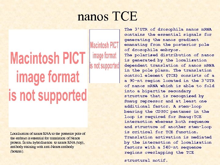 nanos TCE Localization of nanos RNA to the posterior pole of the embryo is