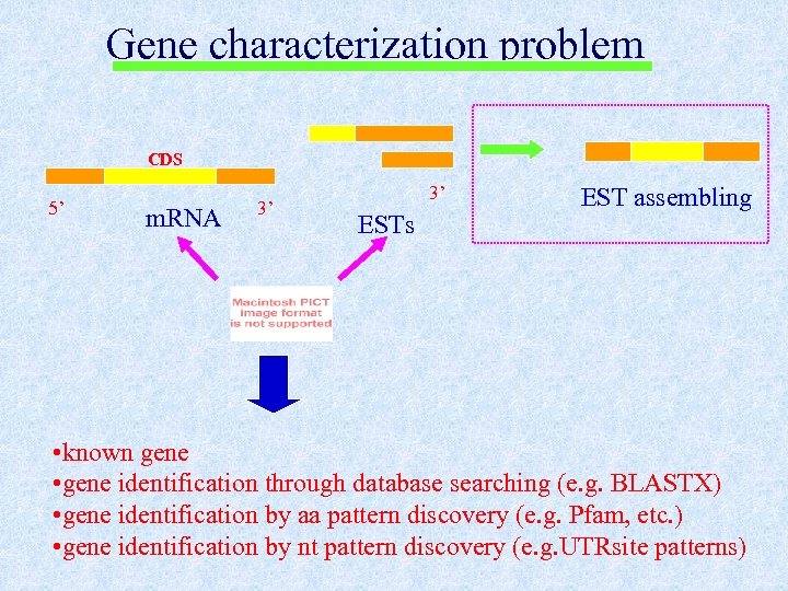 Gene characterization problem CDS 5’ m. RNA 3’ 3’ ESTs EST assembling • known