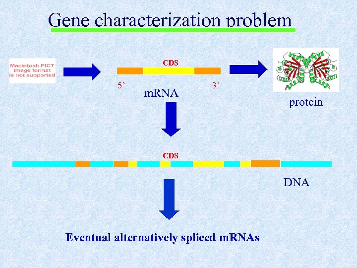 Gene characterization problem CDS 5’ m. RNA 3’ protein CDS DNA Eventual alternatively spliced