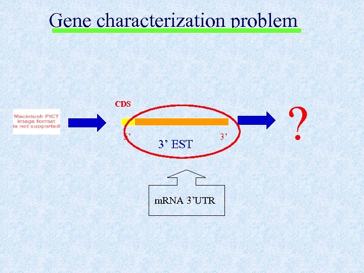 Gene characterization problem CDS 5’ 3’ EST m. RNA 3’UTR 3’ ? 