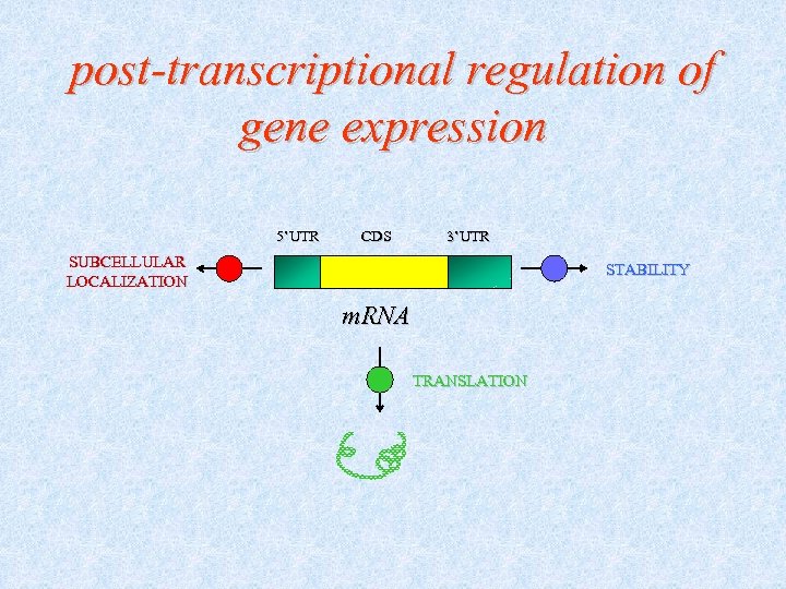 post-transcriptional regulation of gene expression 5’UTR CDS 3’UTR SUBCELLULAR LOCALIZATION STABILITY m. RNA TRANSLATION