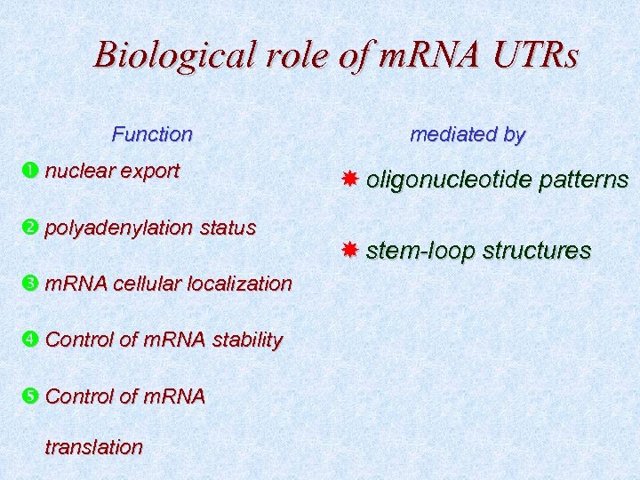 Biological role of m. RNA UTRs Function nuclear export polyadenylation status m. RNA cellular