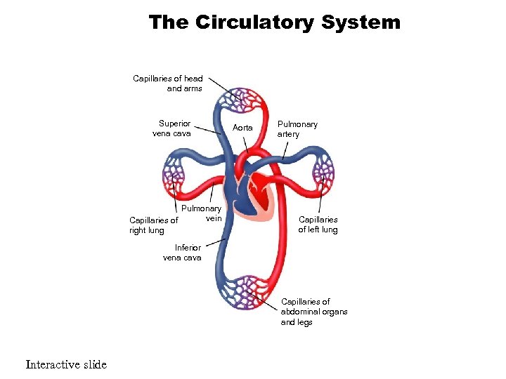 The Circulatory System Capillaries of head and arms Superior vena cava Pulmonary vein Capillaries