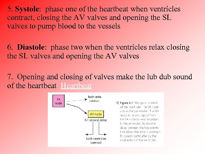 5. Systole: phase one of the heartbeat when ventricles contract, closing the AV valves