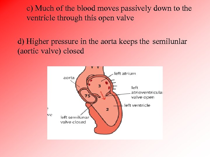 c) Much of the blood moves passively down to the ventricle through this open