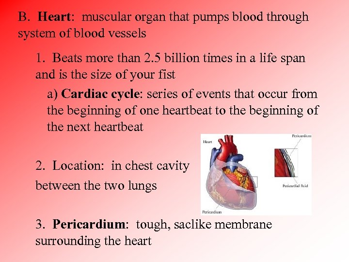 B. Heart: muscular organ that pumps blood through system of blood vessels 1. Beats