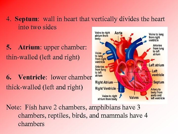 4. Septum: wall in heart that vertically divides the heart into two sides 5.