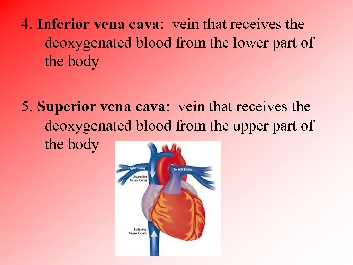 4. Inferior vena cava: vein that receives the deoxygenated blood from the lower part