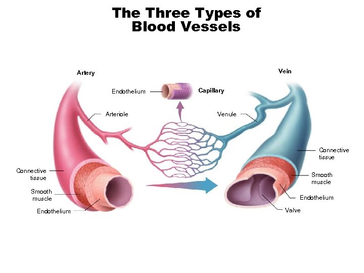 The Three Types of Blood Vessels Vein Artery Endothelium Arteriole Capillary Venule Connective tissue