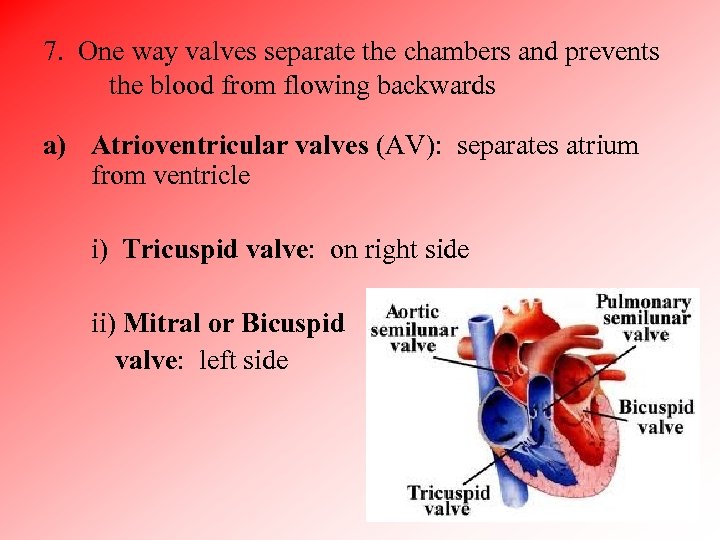 7. One way valves separate the chambers and prevents the blood from flowing backwards