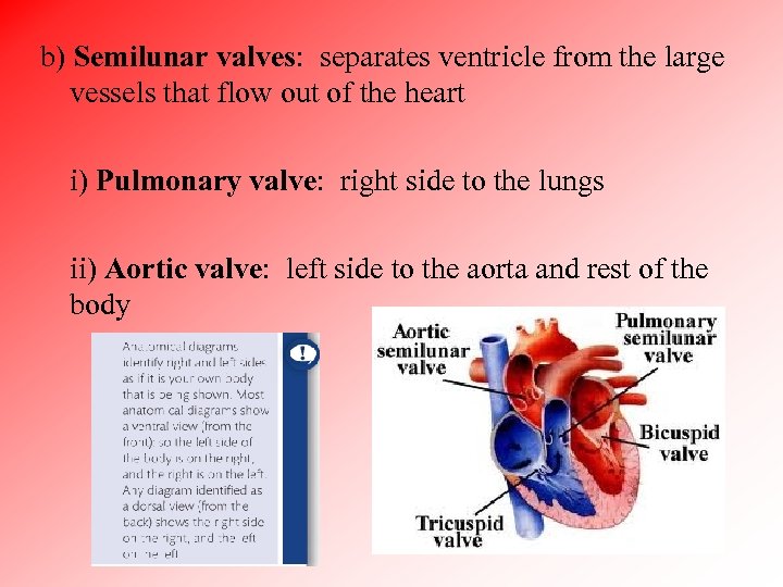 b) Semilunar valves: separates ventricle from the large vessels that flow out of the