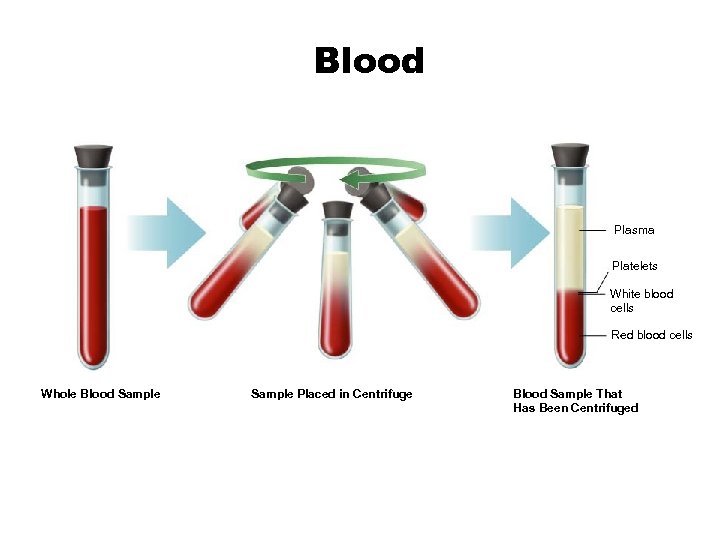 Blood Plasma Platelets White blood cells Red blood cells Whole Blood Sample Placed in