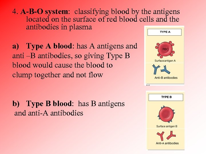 4. A-B-O system: classifying blood by the antigens located on the surface of red