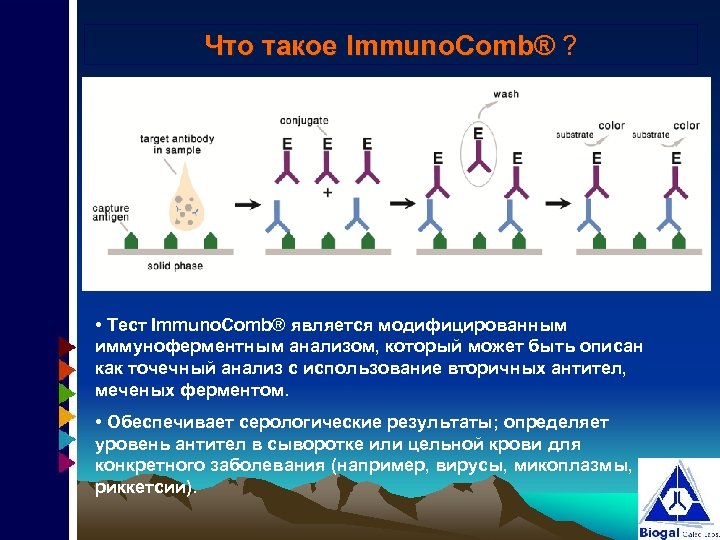 Что такое Immuno. Comb® ? • Тест Immuno. Comb® является модифицированным иммуноферментным анализом, который