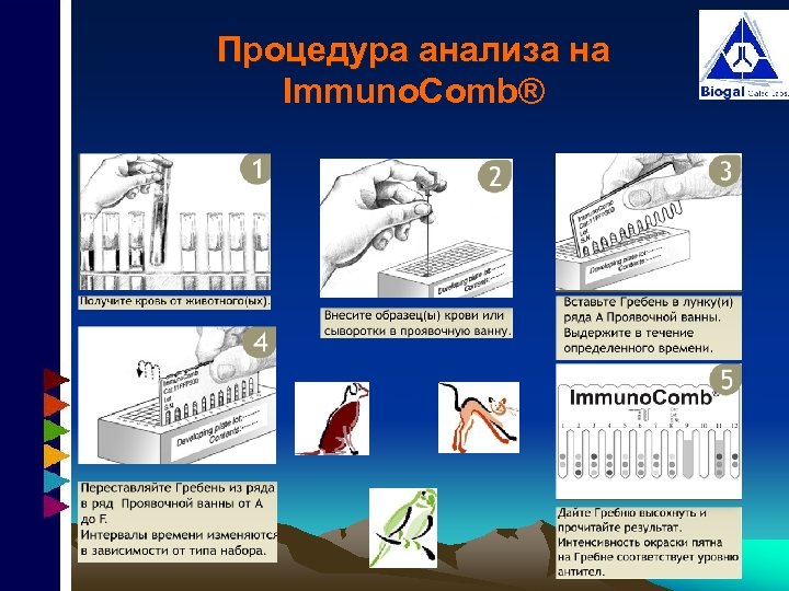 Процедура анализа на Immuno. Comb® 