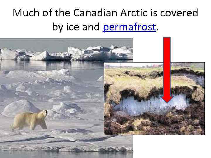 Much of the Canadian Arctic is covered by ice and permafrost. 