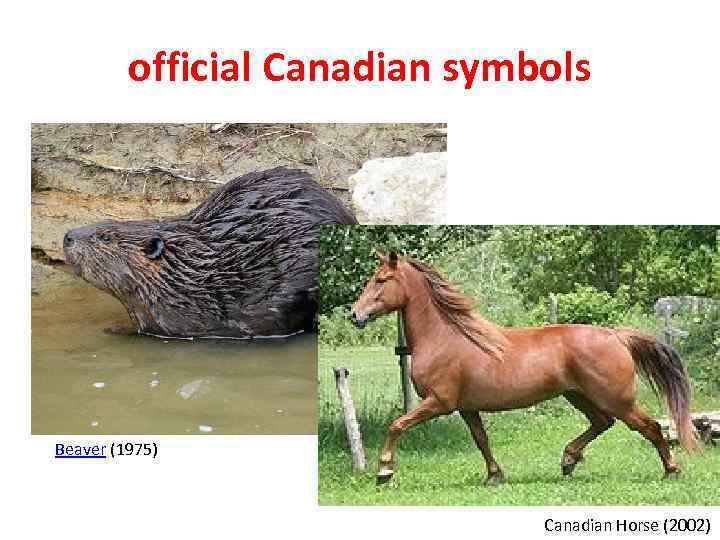 official Canadian symbols Beaver (1975) Canadian Horse (2002) 