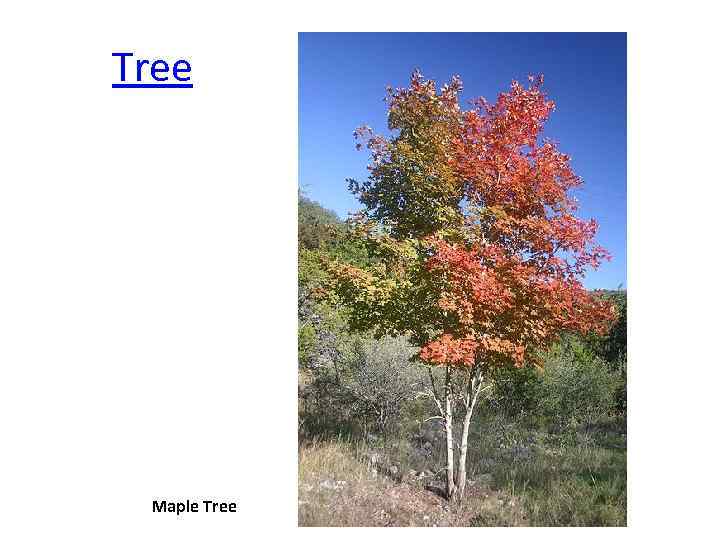 Tree Maple Tree 