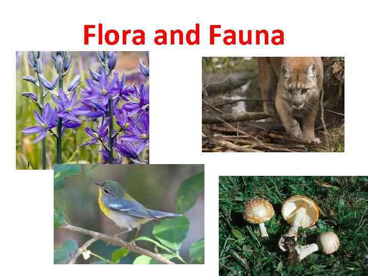 Flora and Fauna 