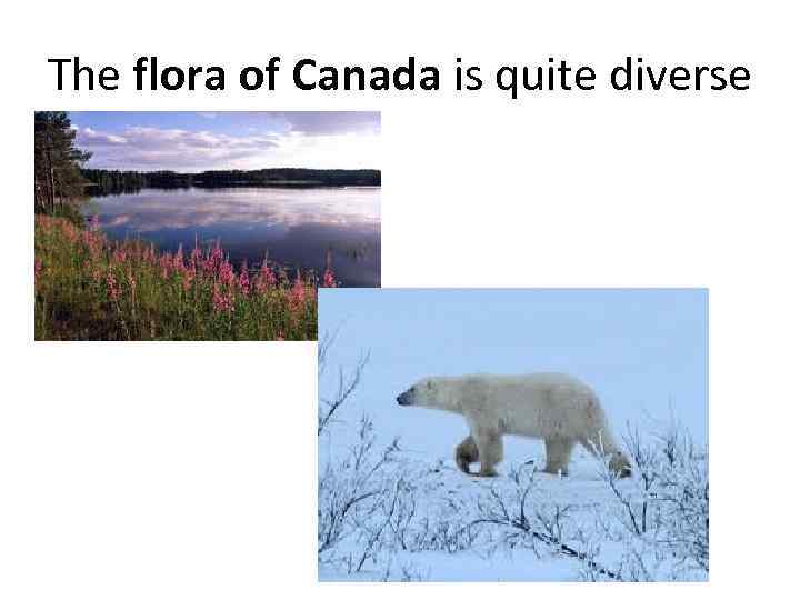 The flora of Canada is quite diverse 