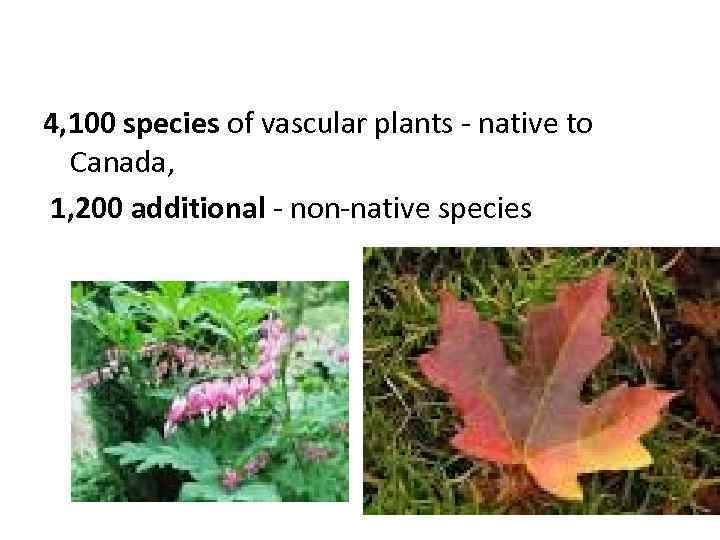 4, 100 species of vascular plants - native to Canada, 1, 200 additional -