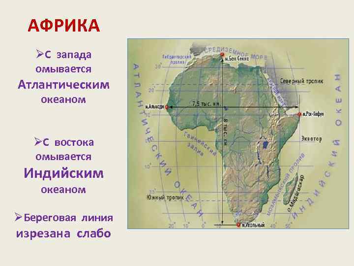 АФРИКА ØС запада омывается Атлантическим океаном ØС востока омывается Индийским океаном ØБереговая линия изрезана