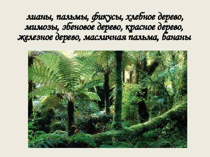 лианы, пальмы, фикусы, хлебное дерево, мимозы, эбеновое дерево, красное дерево, железное дерево, масличная пальма,