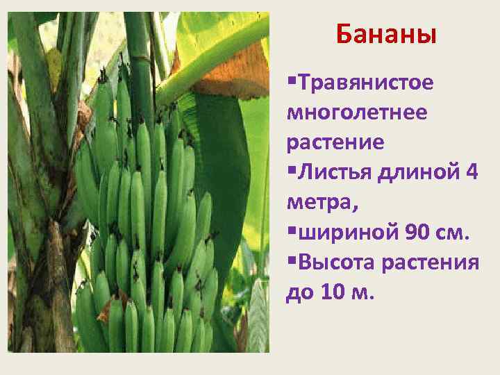 Бананы §Травянистое многолетнее растение §Листья длиной 4 метра, §шириной 90 см. §Высота растения до