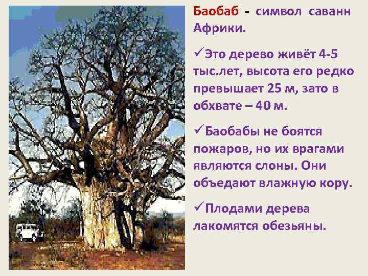 Баобаб - символ саванн Африки. üЭто дерево живёт 4 -5 тыс. лет, высота его