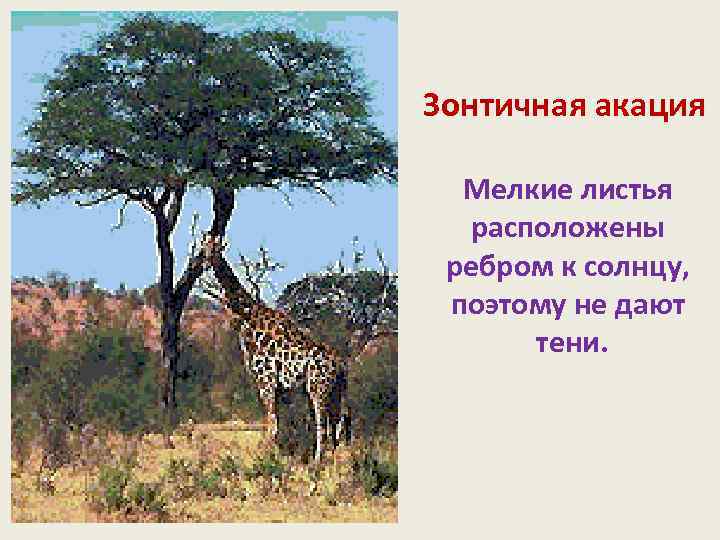 Зонтичная акация Мелкие листья расположены ребром к солнцу, поэтому не дают тени. 