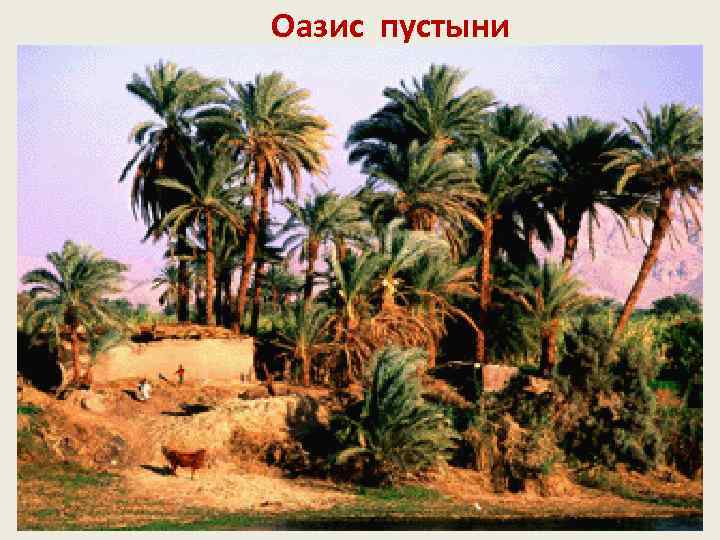 Оазис пустыни 