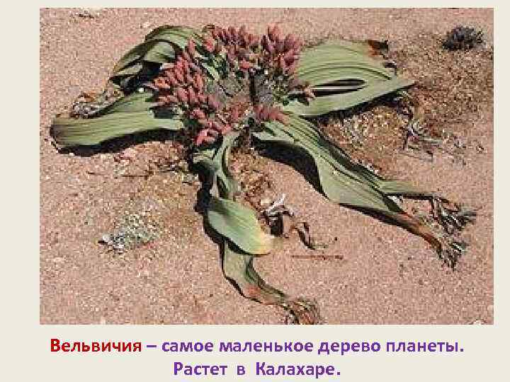 Вельвичия – самое маленькое дерево планеты. Растет в Калахаре. 