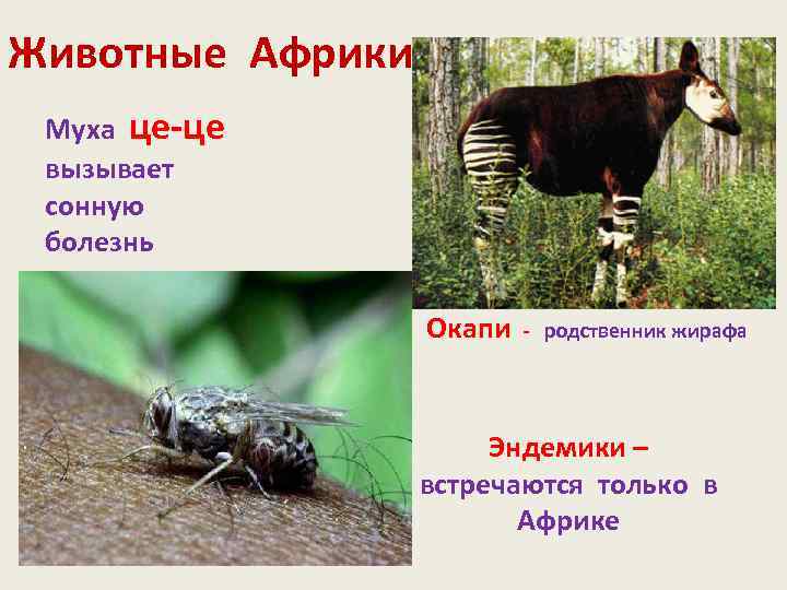 Животные Африки Муха це-це вызывает сонную болезнь Окапи - родственник жирафа Эндемики – встречаются