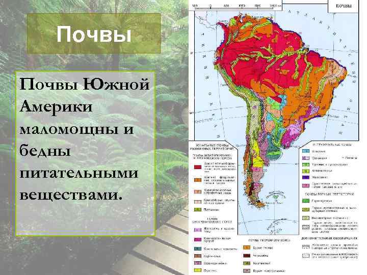 Выберите природные зоны южной америки