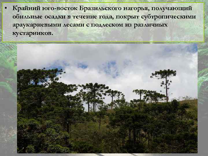  • Крайний юго-восток Бразильского нагорья, получающий обильные осадки в течение года, покрыт субтропическими