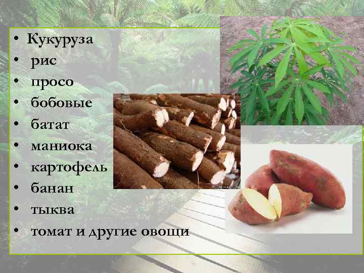 • • • Кукуруза рис просо бобовые батат маниока картофель банан тыква томат