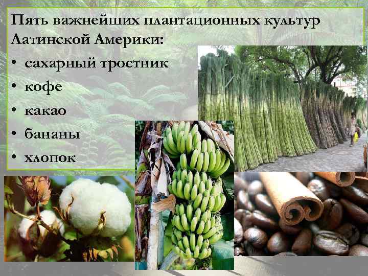 Пять важнейших плантационных культур Латинской Америки: • сахарный тростник • кофе • какао •