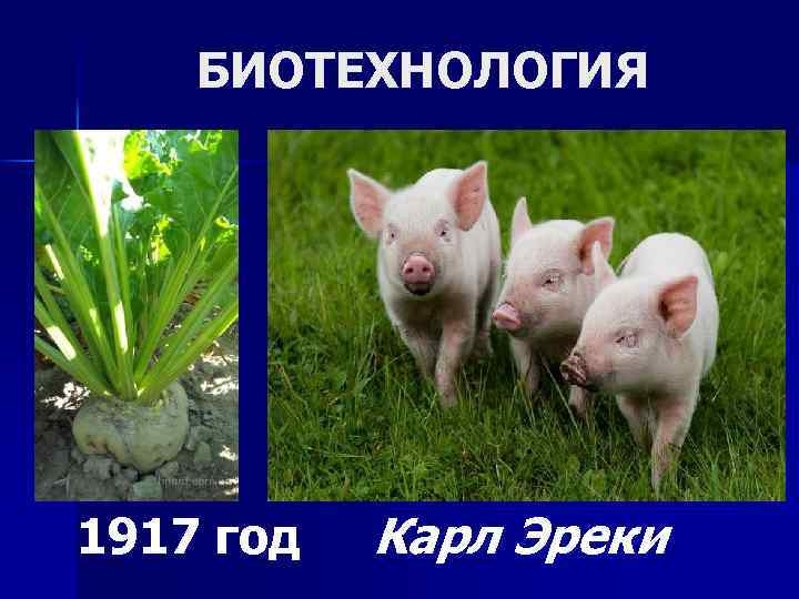 БИОТЕХНОЛОГИЯ 1917 год Карл Эреки 