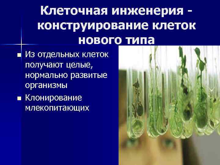 Клеточная инженерия конструирование клеток нового типа n n Из отдельных клеток получают целые, нормально