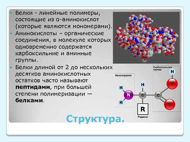 Белки являются полимерами состоящими из