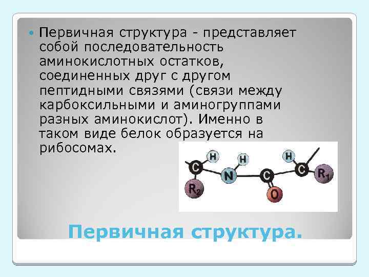 Первичная структура белка представляет собой. Первичная структура белка связи ее образующие. Первичная структура белка пептидная связь. Первичная структура белка образуется.