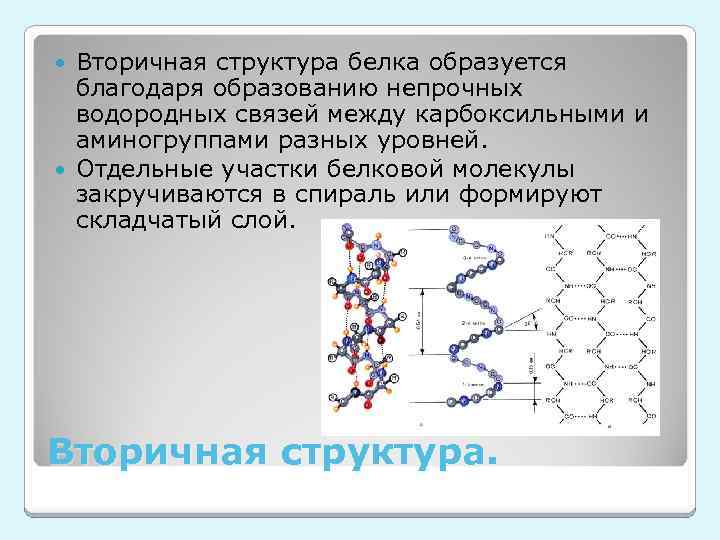 Вторичная структура белка образуется благодаря образованию непрочных водородных связей между карбоксильными и аминогруппами разных