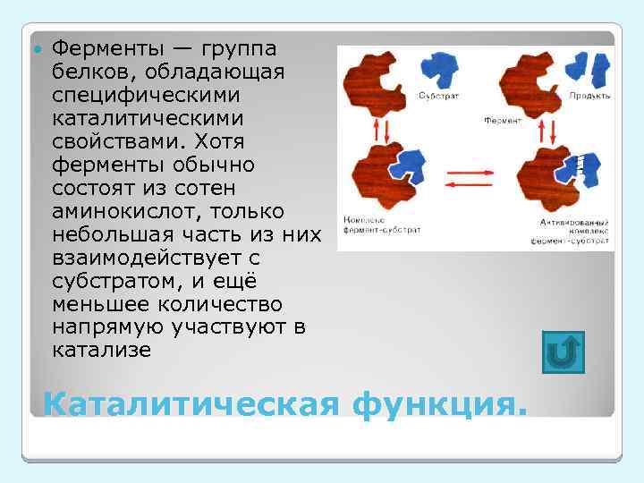  Ферменты — группа белков, обладающая специфическими каталитическими свойствами. Хотя ферменты обычно состоят из