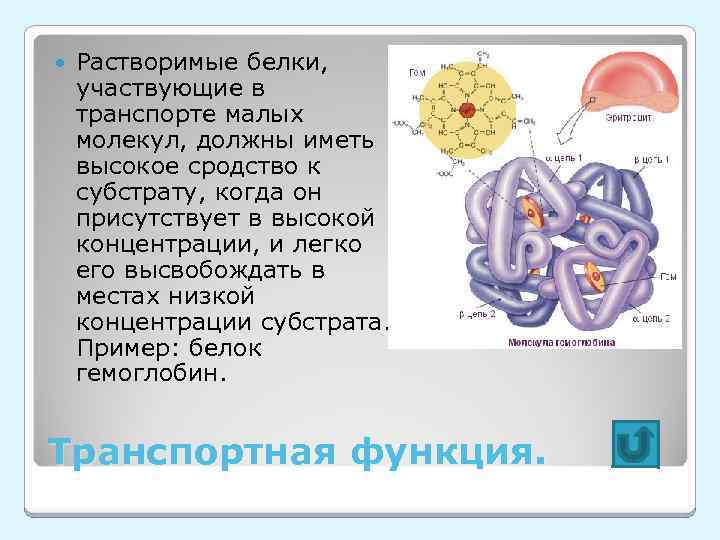  Растворимые белки, участвующие в транспорте малых молекул, должны иметь высокое сродство к субстрату,