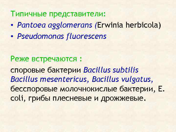 Типичные представители: • Pantoea agglomerans (Erwinia herbicola) • Pseudomonas fluorescens Реже встречаются : споровые