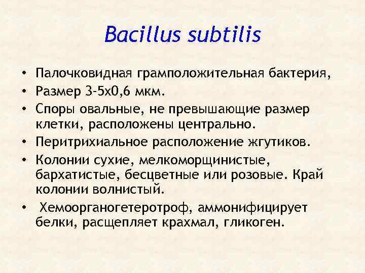 Bacillus subtilis • Палочковидная грамположительная бактерия, • Размер 3 -5 x 0, 6 мкм.