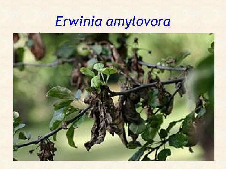 Erwinia amylovora • • • Семейство Enterobacteriaceae; Род Erwinia Вид Erwinia amylovora грамотрицательные, факультативно